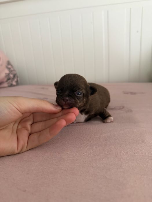 chihuahua krótkowłosa do rezerwacji