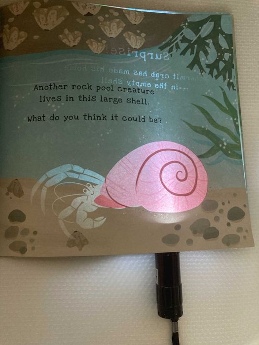 Secrets of the seashore