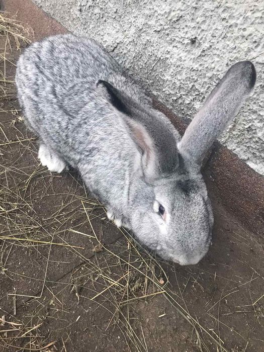 Кролі крупних порід,шиншила, полтавське срібло