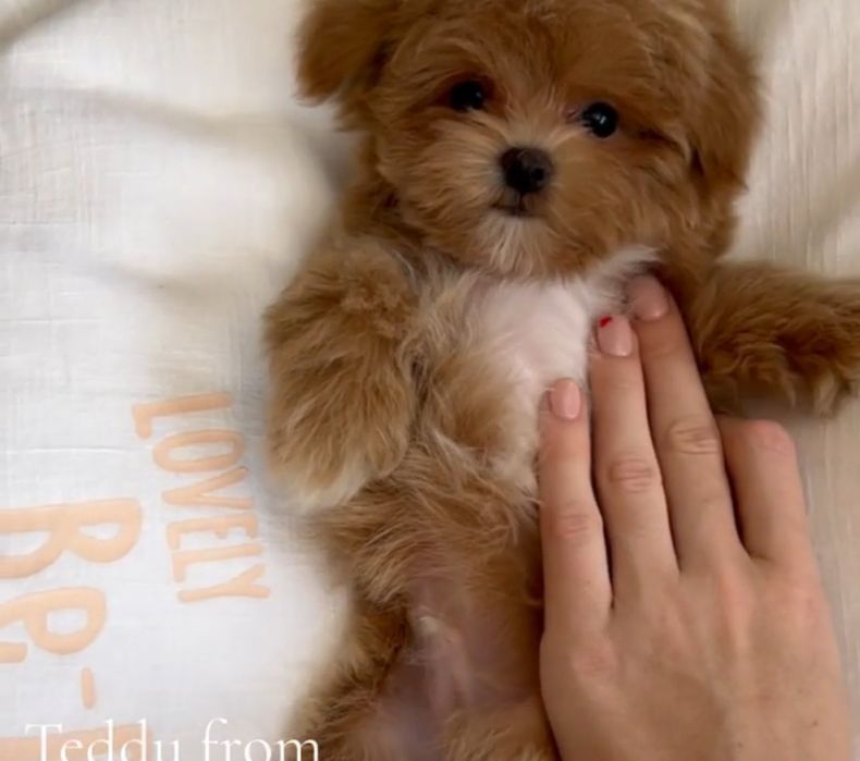 Маленькі серденька Мальтіпу шукають своїх людей