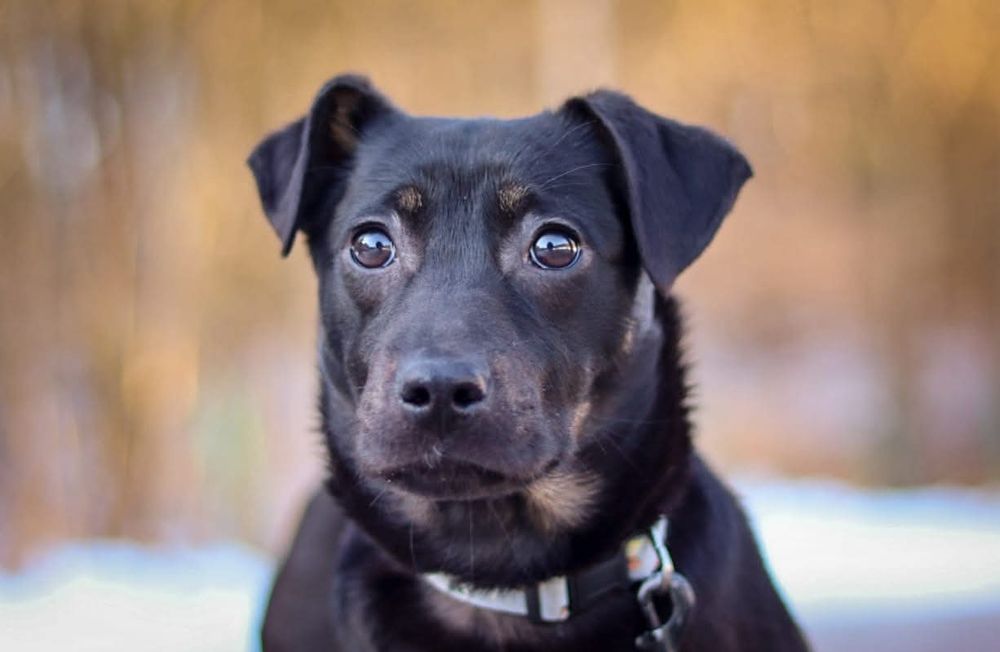 Spokojna sunia szuka domu / do adopcji