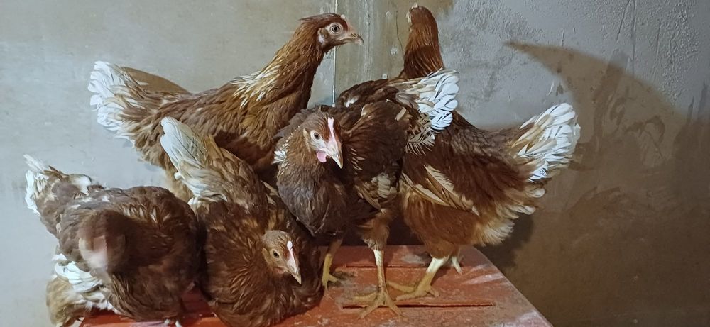 Kury nioski Lohmann wiek 19 tygodni ,