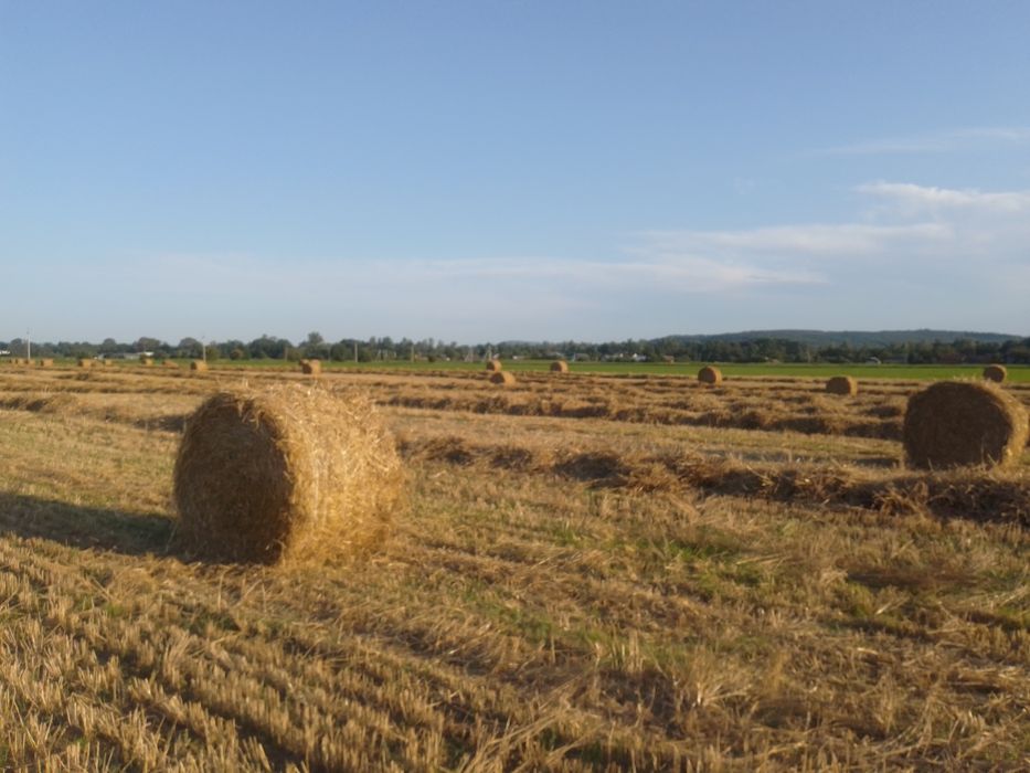 Пшеничні рулонні тюки