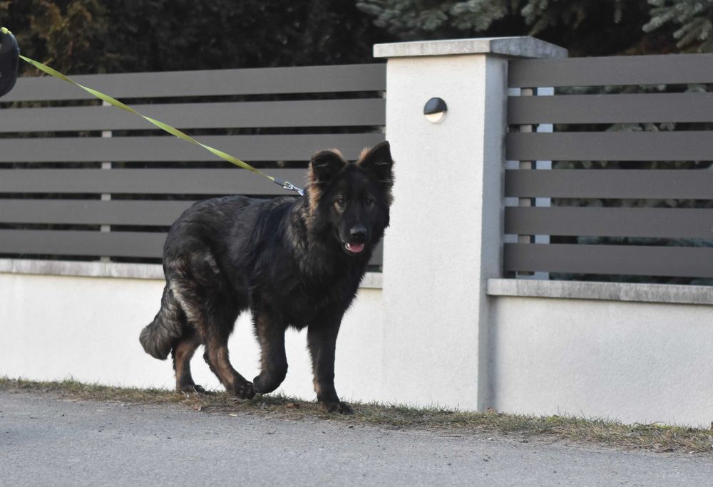 Owczarek Staroniemiecki ... ( Długowłosy czarny  / wilczasty  )
