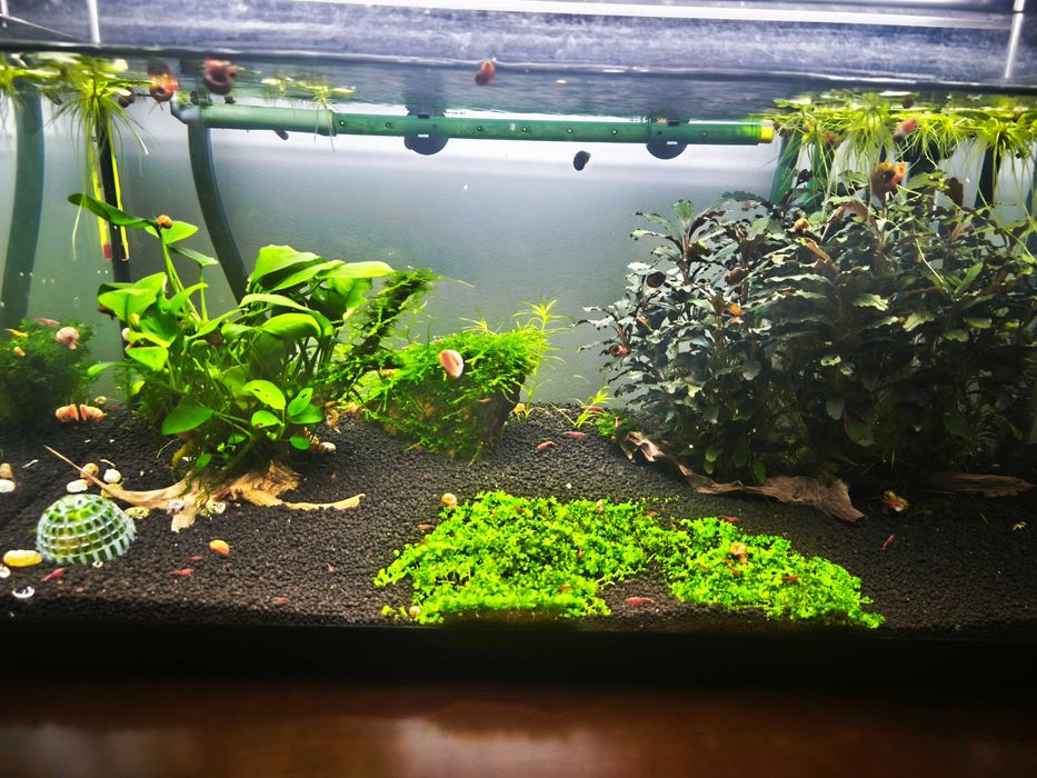 Pack de plantas para aquários de peixes/camarões de água quente