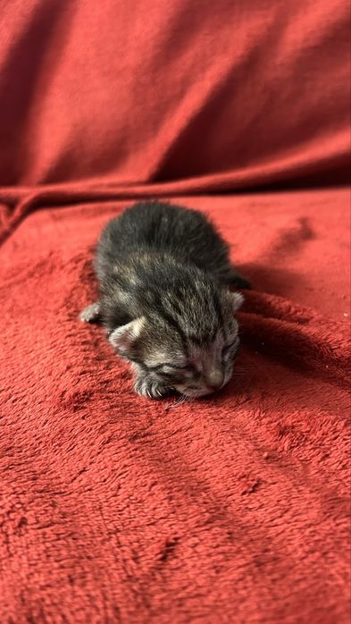 Gato bebé para adoção