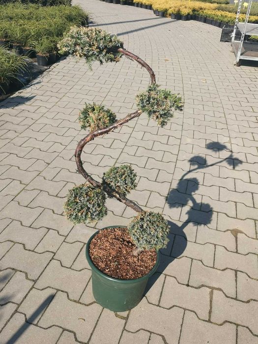 Krzewy formowane - Bonsai