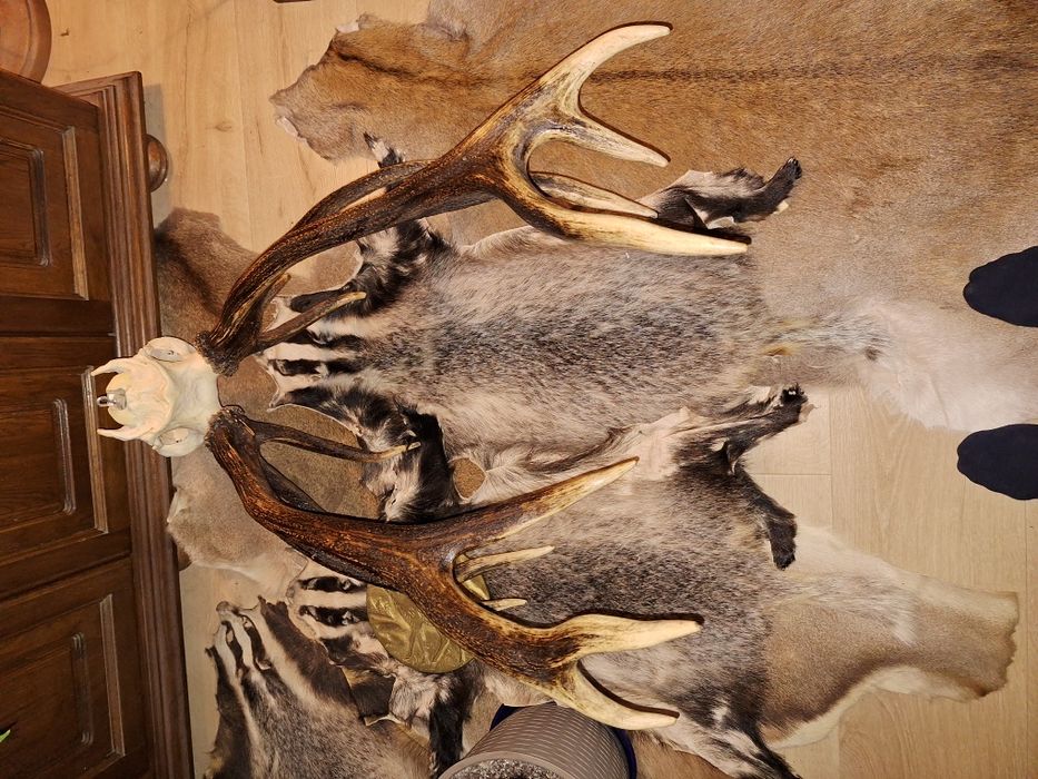 Wieniec jelenia. 7,1kg , poroże, zrzuty