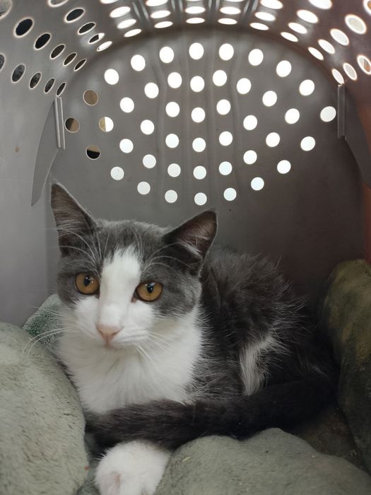 Котенок Сливочка ищет семью