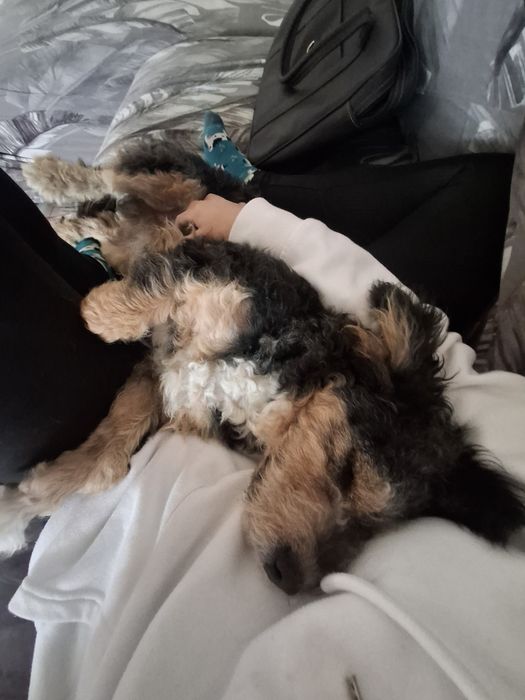 Pet sitting & Dog walking em Santarém