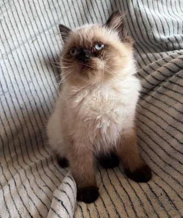 Котик невский маскарадньій