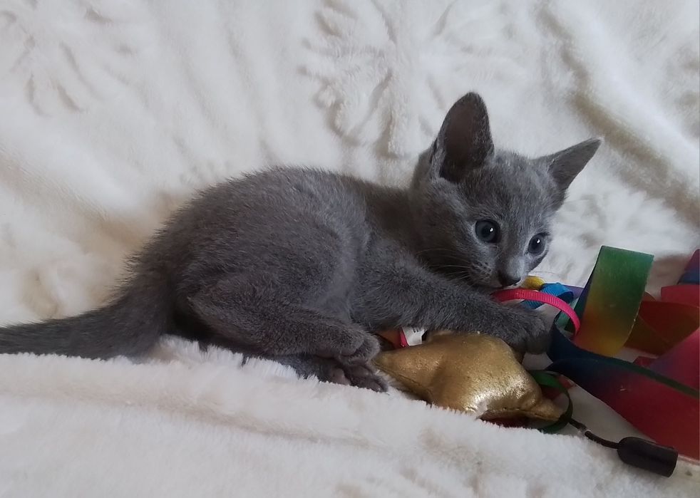 Kocurek rosyjski niebieski. Rodowód  FPL/FIFe