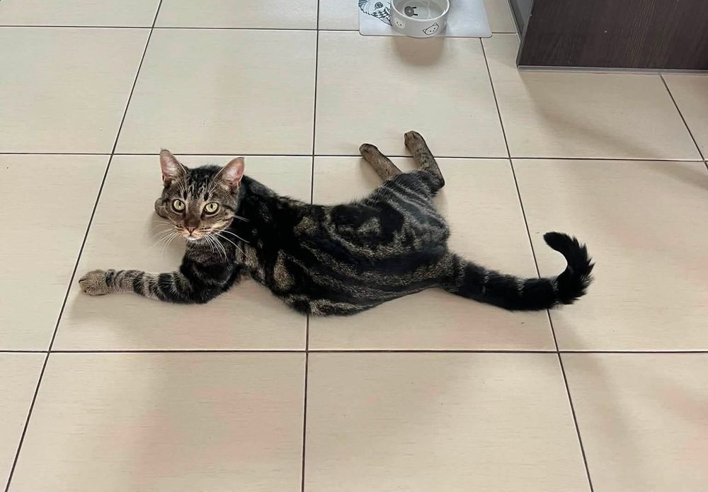 Kot do adopcji !