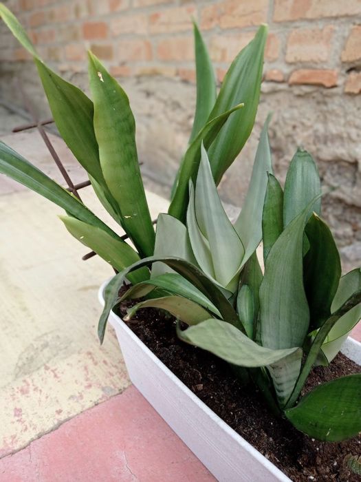 Сансевьерия Муншайн