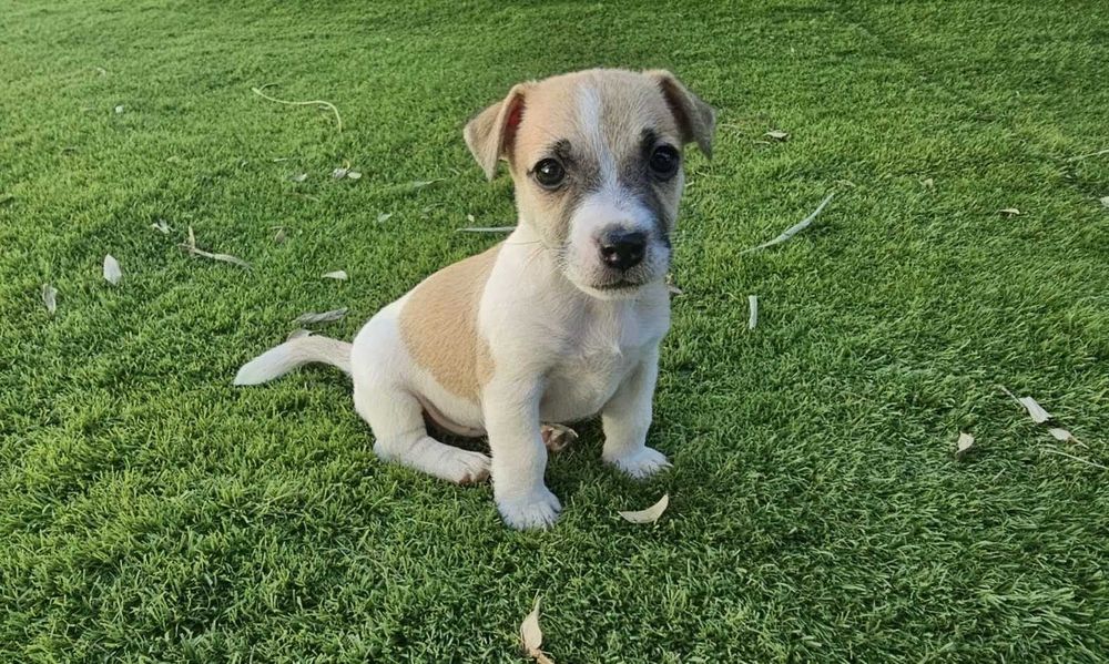 Magnífico Jack Russell Terrier Puro