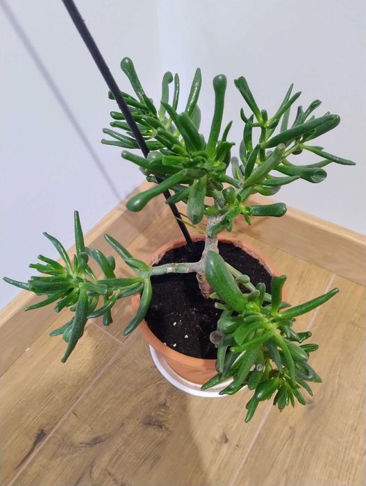 Grubosz "Uszy Shreka" (Crassula ovata 'Hobbit') – gęsty, zdrowy sukulent 24 cm