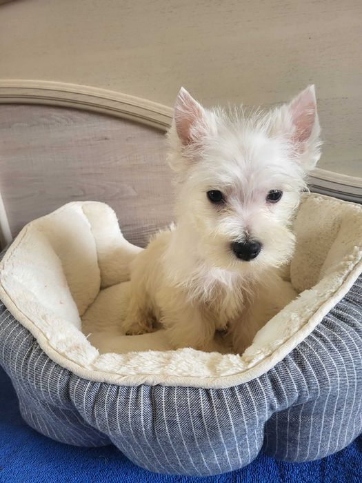 Цуценята Вест Хайленд Уайт Тер'єр