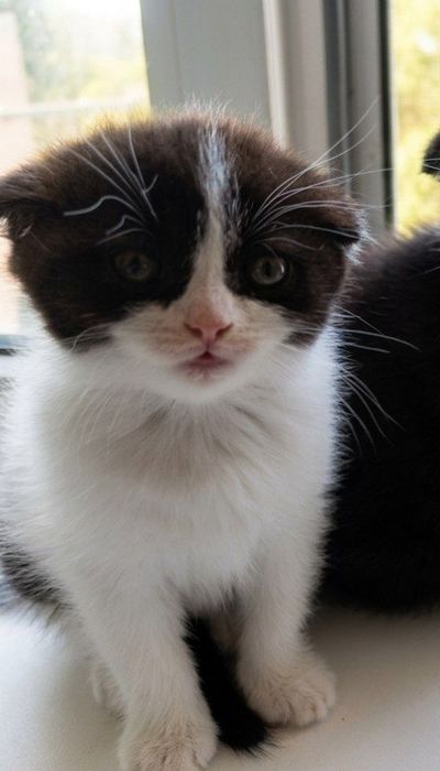 Красивый котёночек,(девочка)