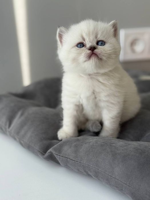 Котята шотландские поинт Scottish 
Scottish fold