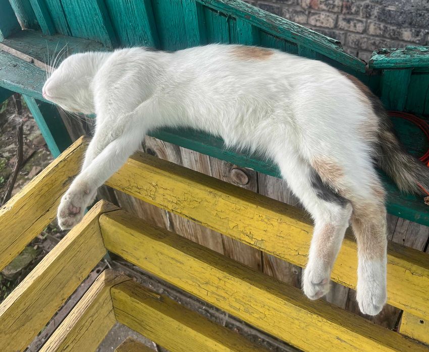Віддам безкоштовно