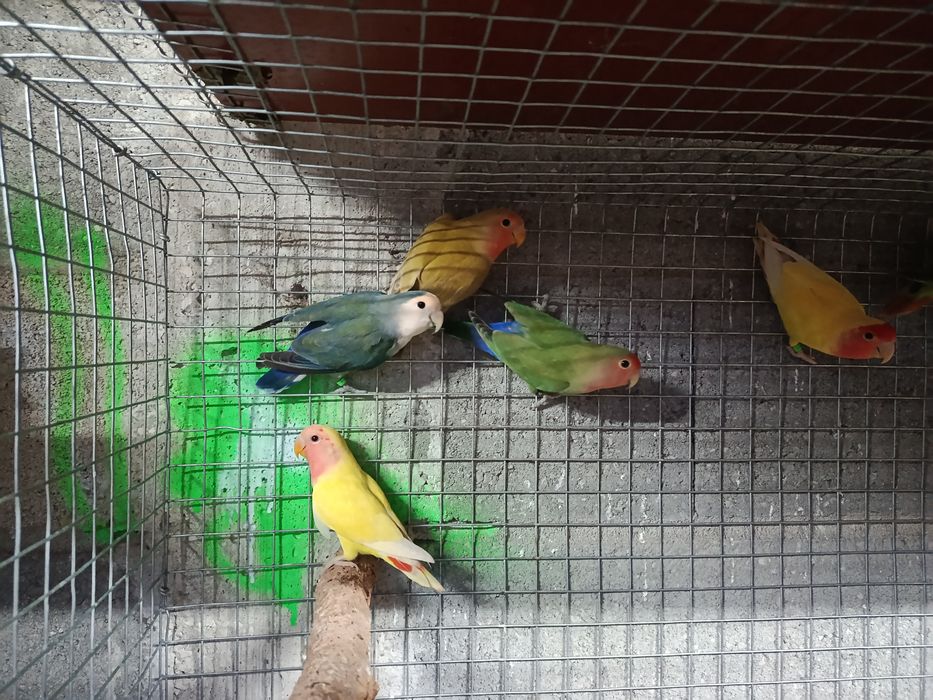 Agapornis Roseicollis anilhados