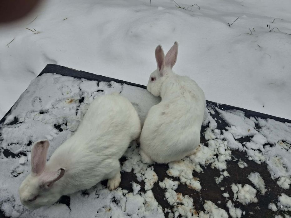 Продам кролі самки самці