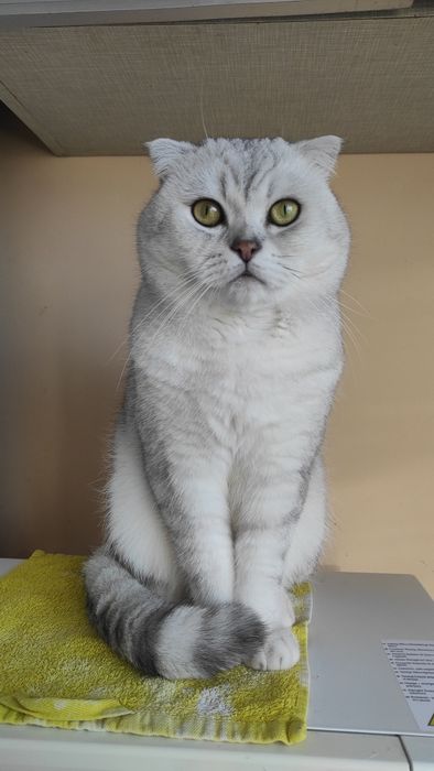 Досвідчений вісловухий кіт
