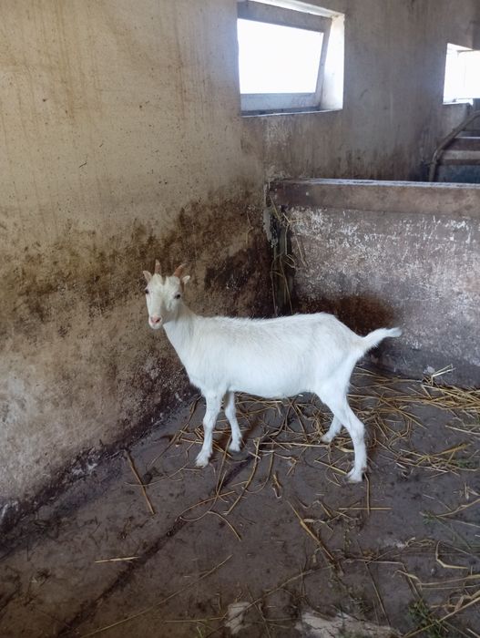 Продам    козочку