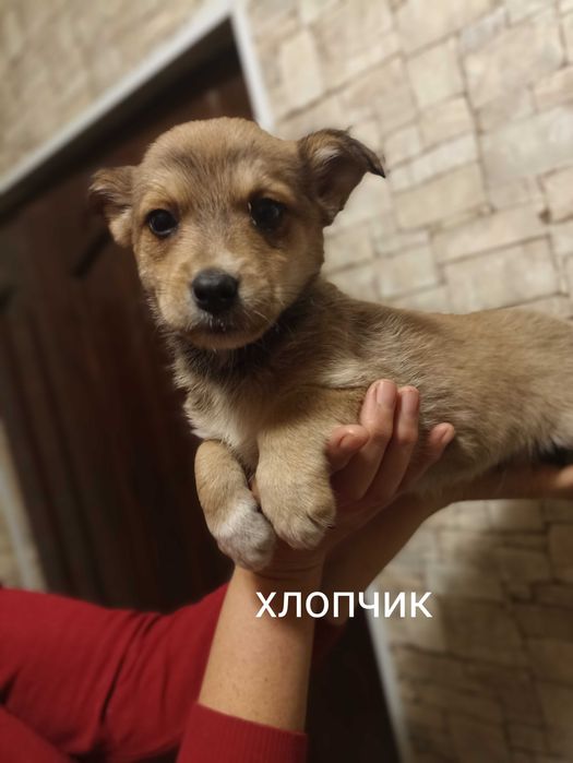 Цуценята маленькі