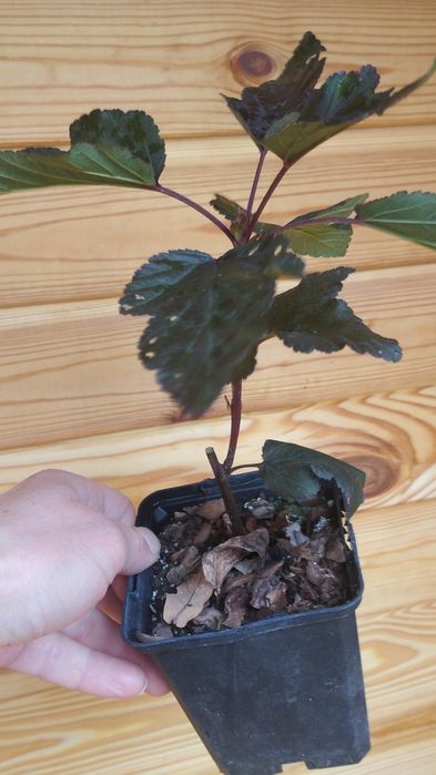 Пухироплідник Diabolo