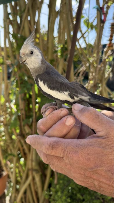Caturras criadas à mão