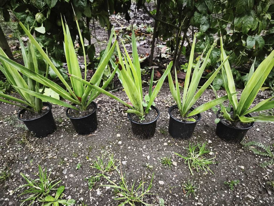 Fiteiras para jardins. Verdadeiras estátuas vivas