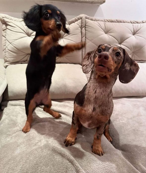 Довгошерстні таксята