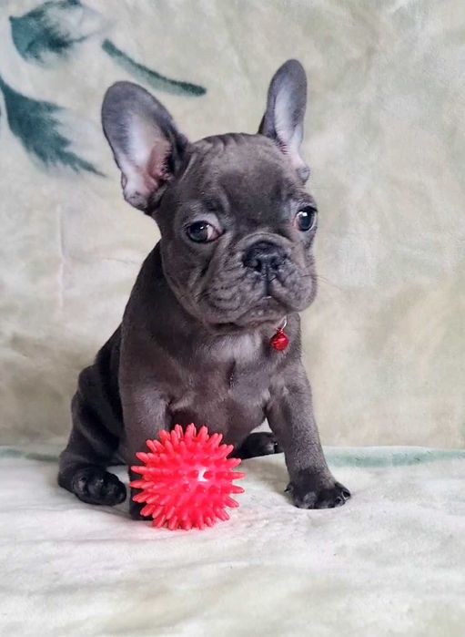 Суперові дівчатка .Французький бульдог.