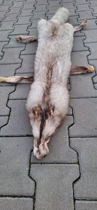 Skórka z lisa niebieskiego