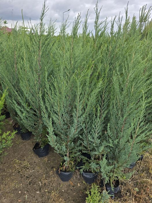 Jałowiec Blue Arrow 60 - 200 cm skalny niebieski jałowce 100