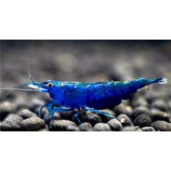 Krewetki Neocardina Blue Velvet