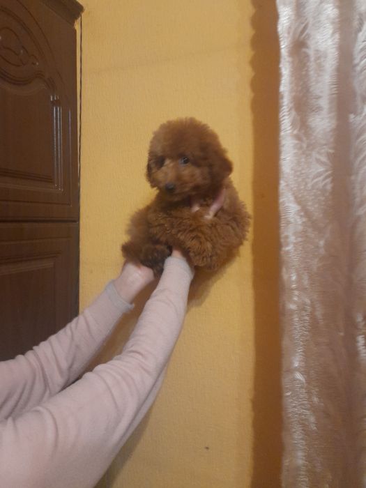 Красунчік той пудєль