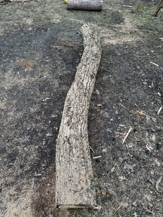 Orzech wloski na deski