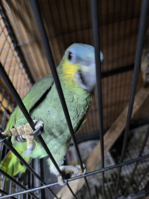 Amazona amazonicos 2025