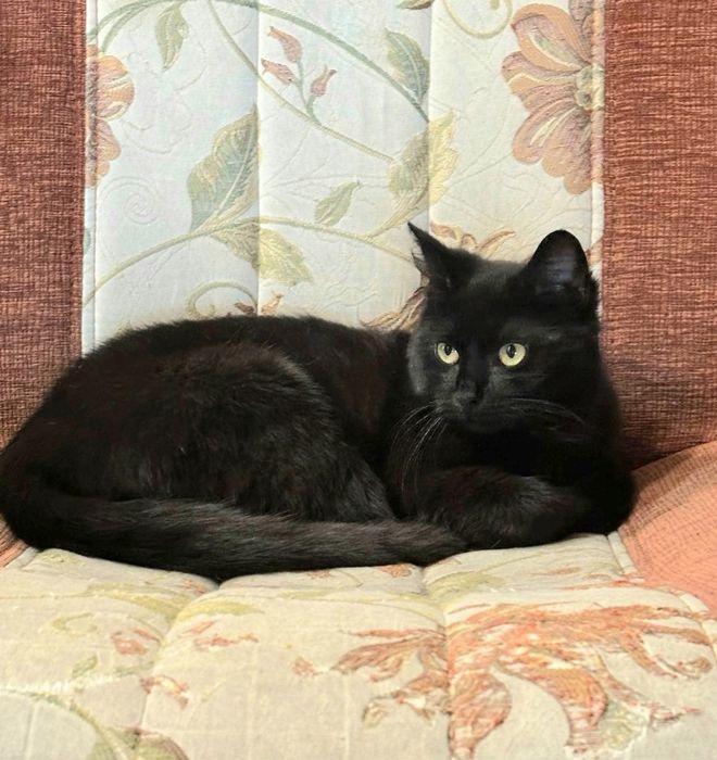 Багира, в хорошие ручки!