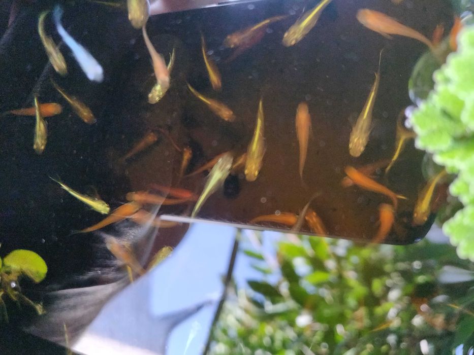 Medakas - Oryzias latipes