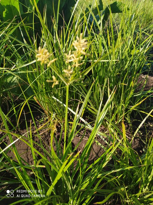 Земляной мигдаль /чуфа/ . Мигдальнє молоко. Халва. Оршад