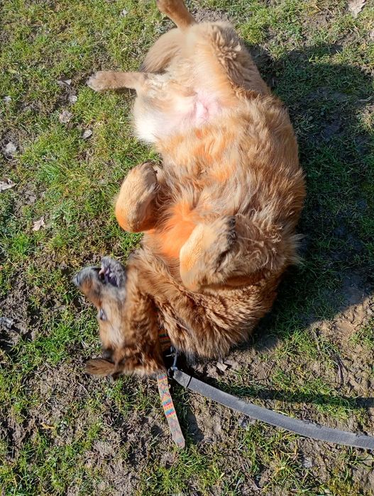 Oddam za darmo, do adopcji- prześliczna, wierna Azunia szuka domu