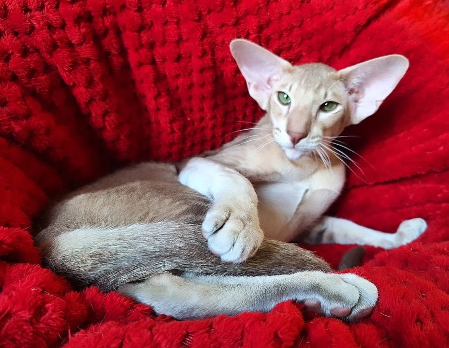 Очаровательный маньяк)