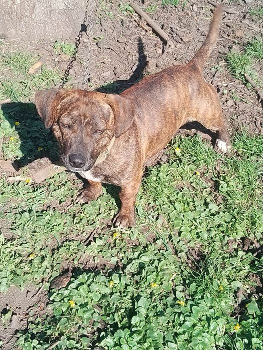 Віддам песика в добрі руки