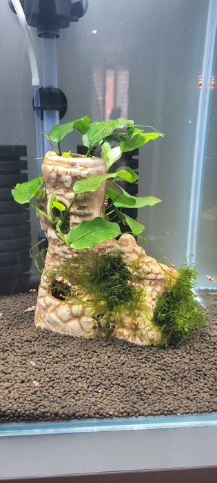 Ozdoba akwariowa, roślinki: Anubiasy, mech.