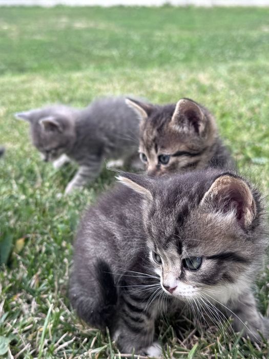 Кошенята прямовухі
