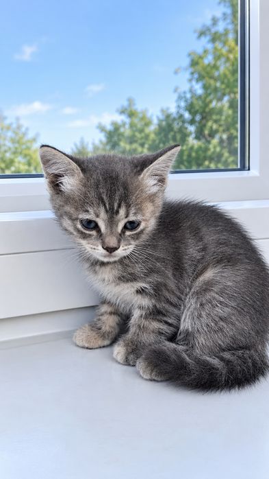 Безкоштовно віддам кошенят