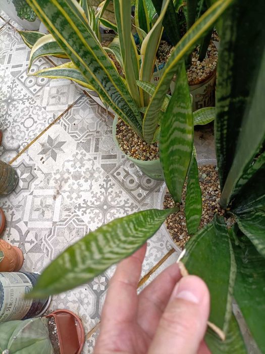 сансевиерия санрайз